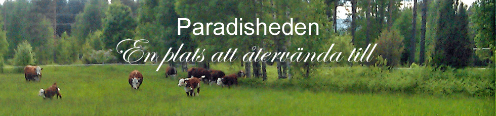 Paradisheden är en gård som andas lugn och glädje, mitt i vackra Värmland